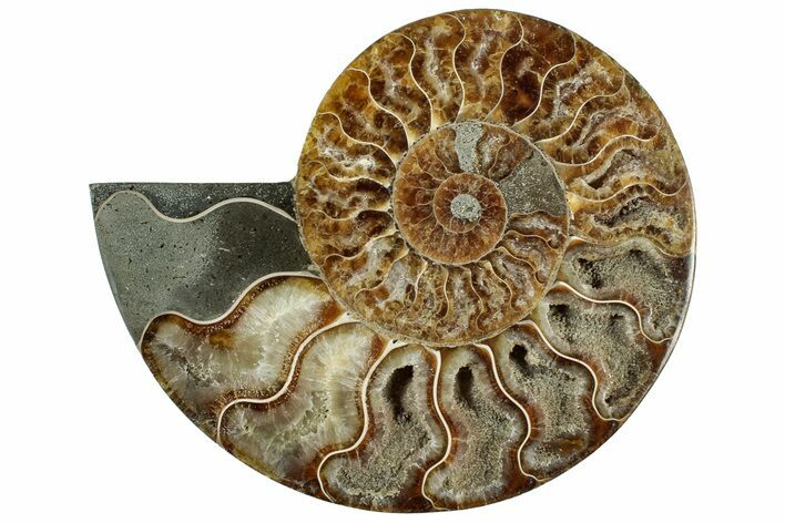 Cut & Polished Ammonite Fossil (Half) - Madagascar #317929